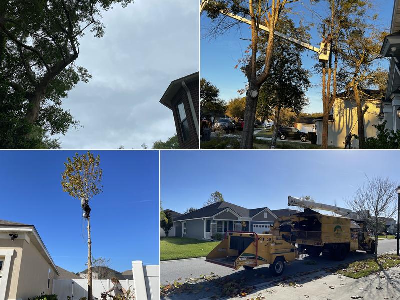 Forshee's Tree Service