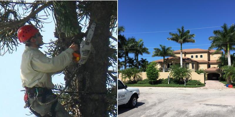 Alex Tree Service