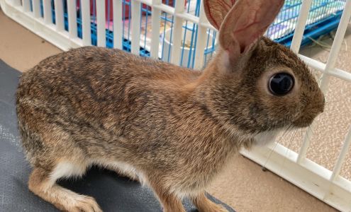 Allen Mast Loves Painting LLC 204 S Barbour St, Beverly Hills Florida 34465