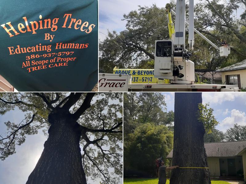 Above & Beyond Tree Service