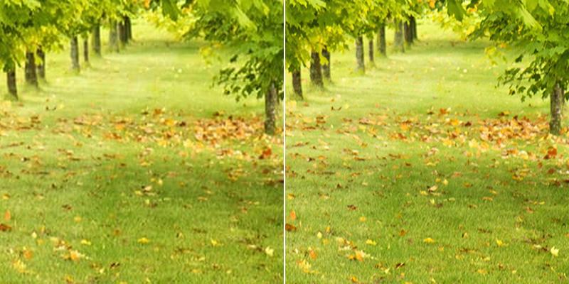 Orange Mills Tree Service