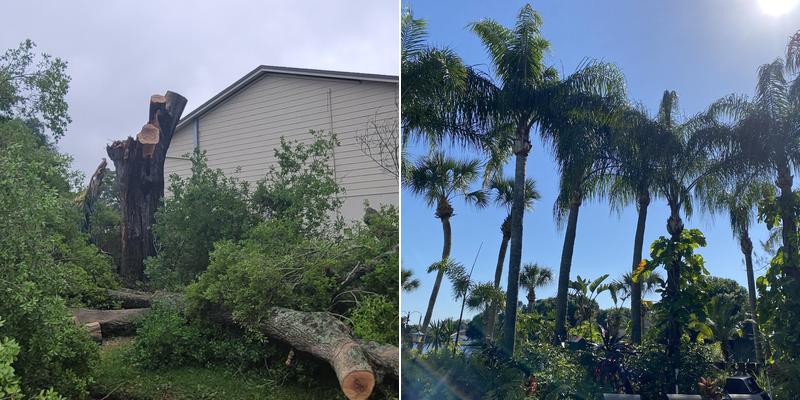 M&M Tree Service, Inc.