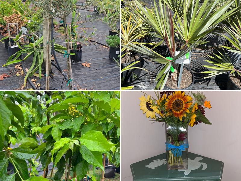 Treemendous Tree Inc