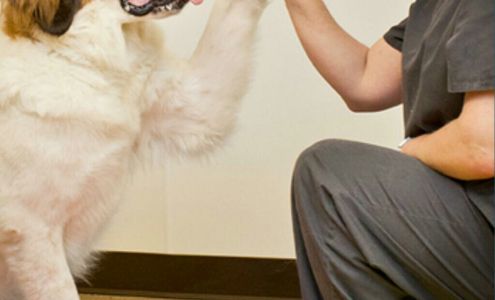 Pawsitive Steps Pet Rehab and Fitness Clinic