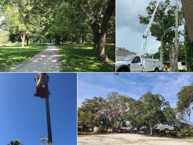 St. Pete Tree Experts