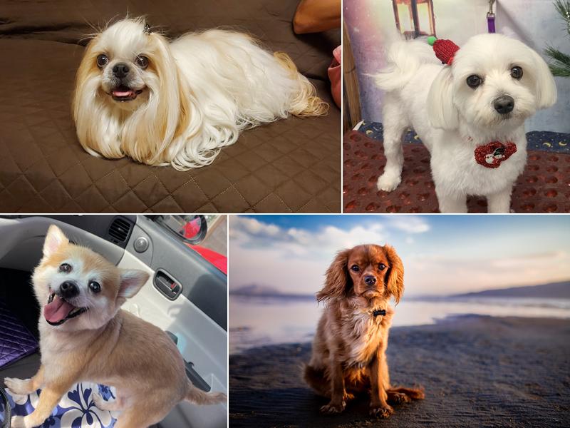 Paradise Doggy Day Spa and Daycare LLC