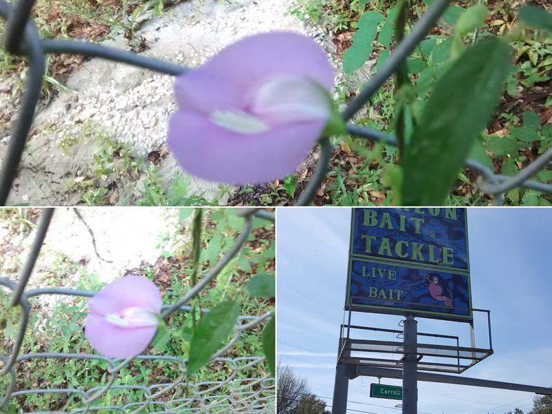 Paul Patrick Electric