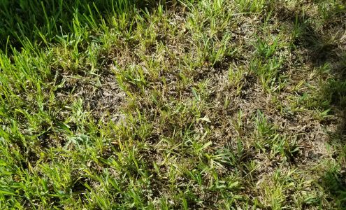 Mickler's Pest & Lawn Services