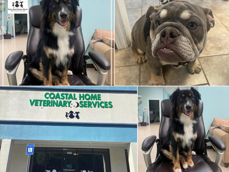 Coastal Home Veterinary Services