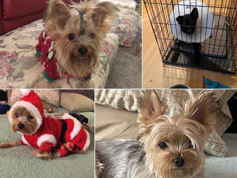 Chesapeake Veterinary Surgical Specialists