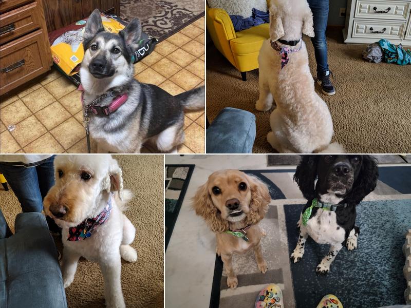 Shear Delight Pet Salon