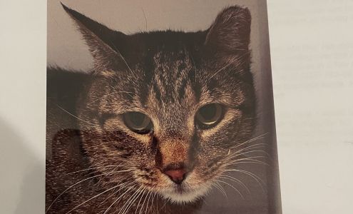 Animal Dental Care & Oral Surgery