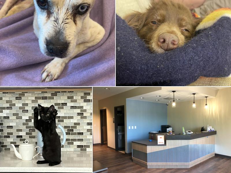 Wildflower Veterinary Hospital