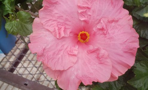 Lowe's Garden Center