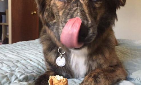 Greg McDaniel DVM 13190 Hazel Dell Pkwy Ste 130, Carmel Indiana 46033