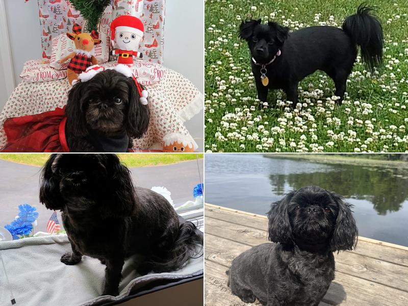 Canine Cuts And Boarding