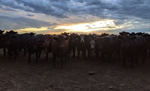 Beef Belt, LLC Scott City