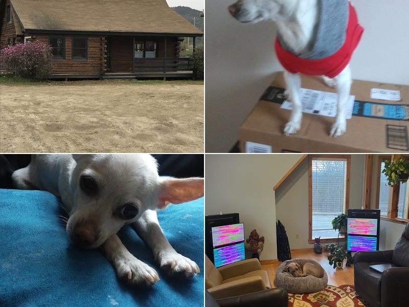 Holistic Veterinary Care: Lamb Kim DVM