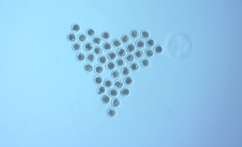 Bow Valley Genetics Ltd. 170037 SH 550, Rosemary Alberta T0J 2W0