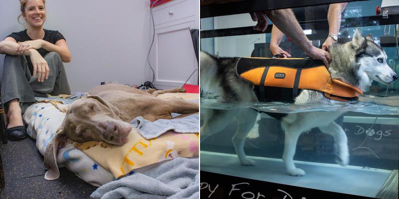 Eva Bogner, DVM, CCRP, CVMMP