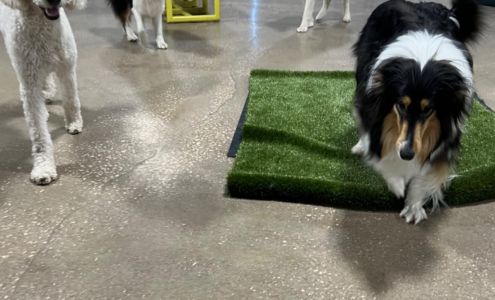Elevation Dog Daycare & Pet Resort