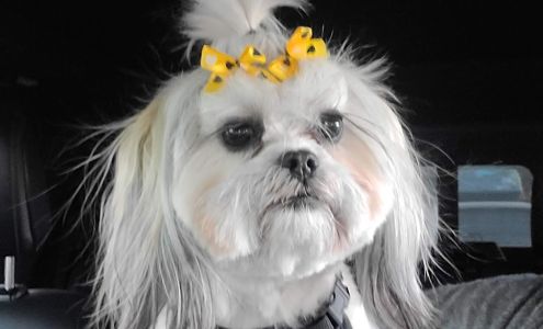 Lesley's Complete Pet Parlor 1673 Spruce St, Prince George British Columbia V2L 2R3