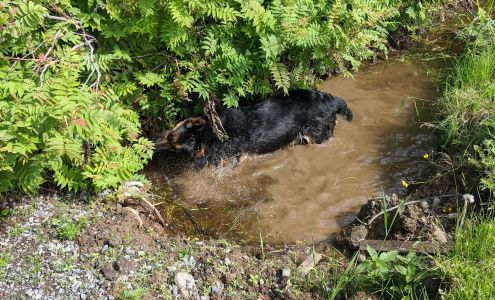 Canadian All Breed Boarding Kennels