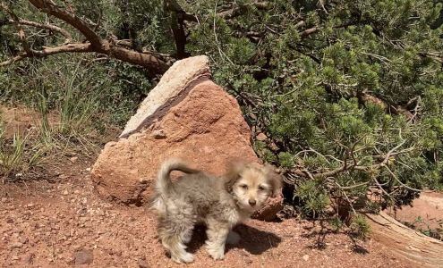 Dog's Next Best Friend 204 Village Point Dr, Breckenridge Colorado 80424