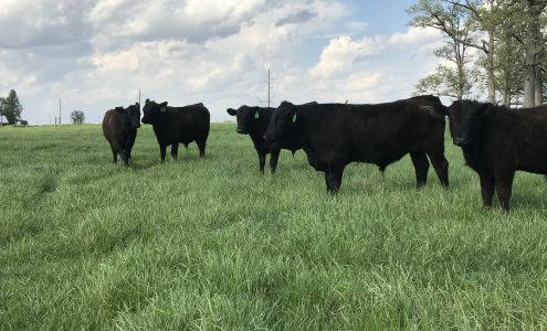 Fifty Four Farms Chestnut