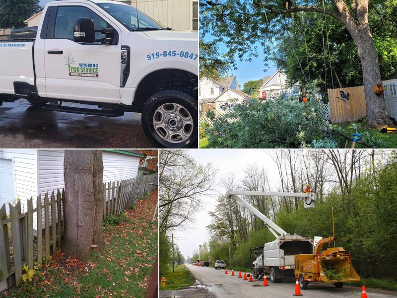 Wyoming Tree Service