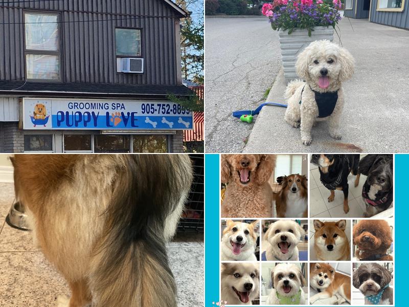 Puppy Love Grooming
