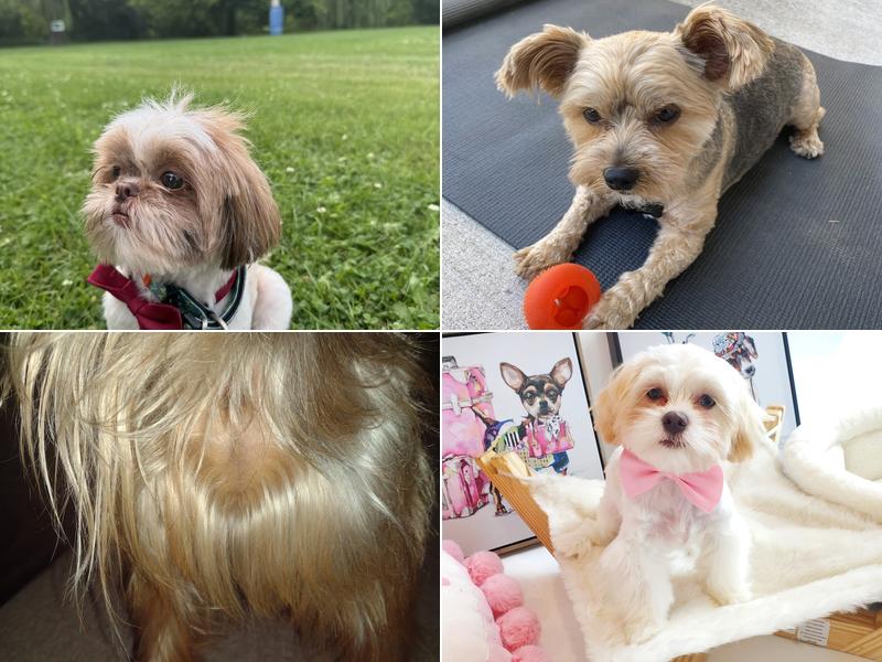 Puppy Love Salon & Spa