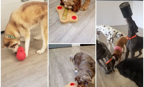 TopDog's Mutt-e-Ssori