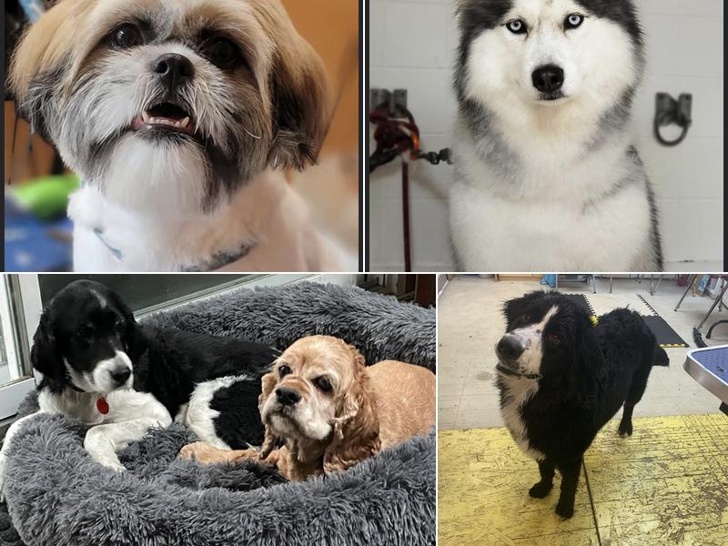 Pet Grooming Express