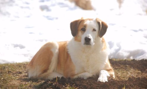 All Heart Pet Rescue Powassan