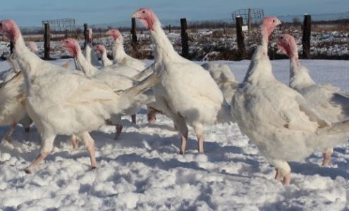 Ferme biologique Saint-Vincent Saint-Cuthbert