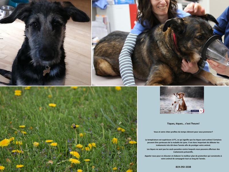 Clinique Vétérinaire Deschaillons Enr