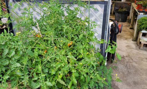 Big Pine Nurseries-Martin County