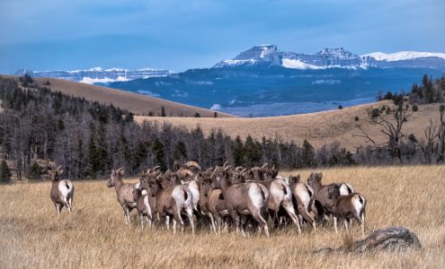 National Bighorn Sheep Center Dubois