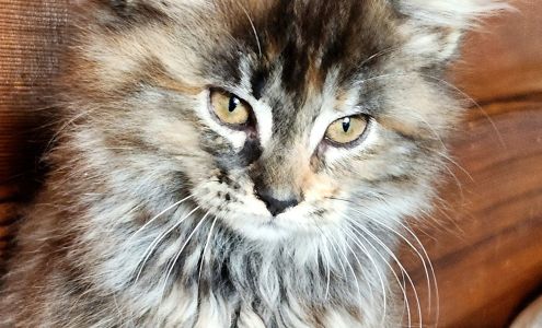 Delisle Veterinary Service 300 2 St E, Delisle Saskatchewan S0L 0A1