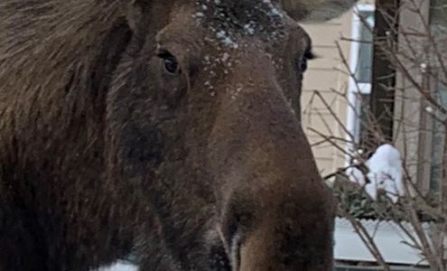 Jackie Crane: Allstate Insurance