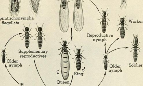 Whitman Exterminating Co White Sulphur Springs West Virginia 