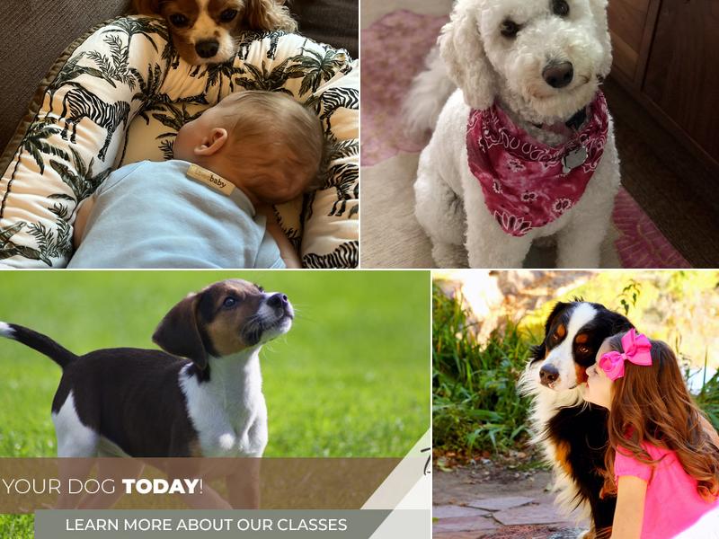 Dog Days Training Center