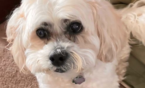 Agape Dog Care