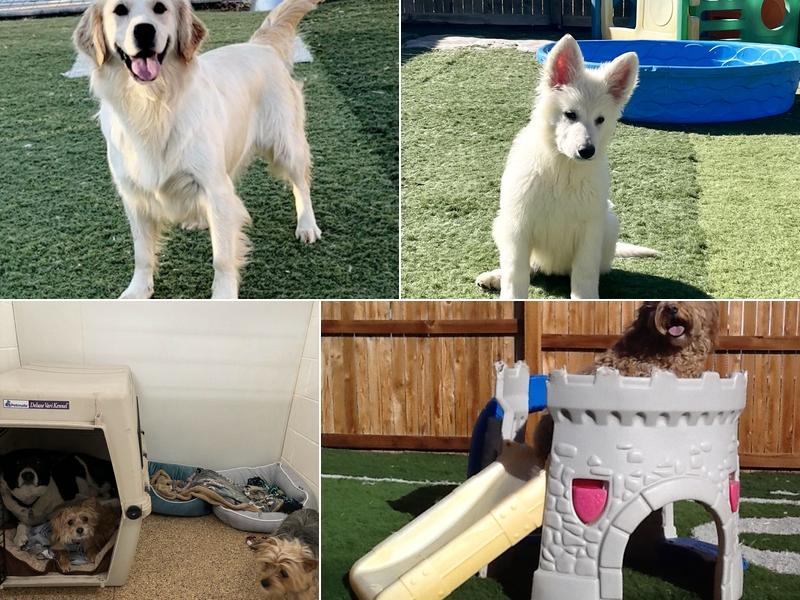 Murphy Creek Ranch & Pet Resort