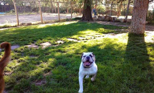 The Dog House