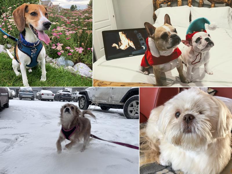 Eye Specialists for Animals