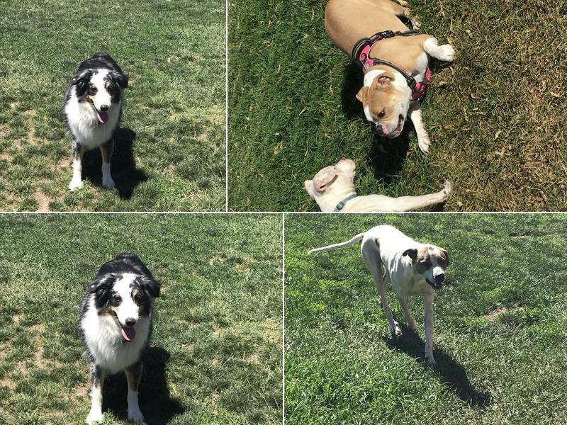 4Paws Country Kennels, LLC