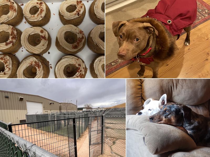 A Paw Above Canine Boarding Service