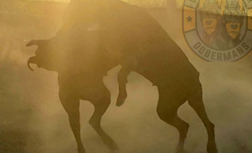 Blessed Beyond Dobermans Pueblo West